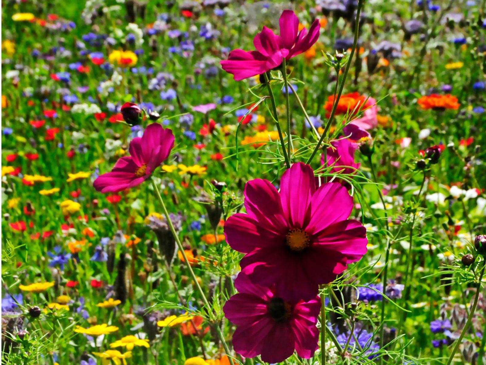 Save our Wildflowers